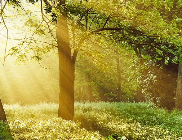 sonnenbeschienener Wald